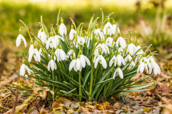 Ireland’s snowdrop season is about to begin