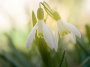 It’s snowdrop festival time