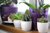 Move houseplants outdoors