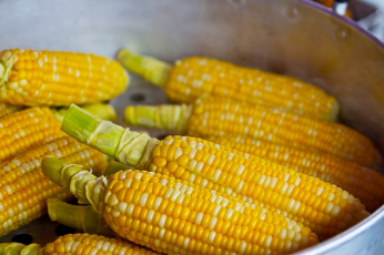 Plant a classic American Indian combination of squash, beans and corn