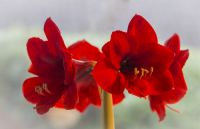 Plant of the Week: Amaryllis