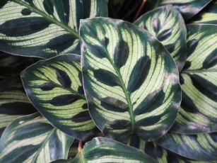 Plant of the Week: Calathea