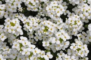 Rock cress surprises