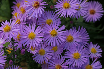 SEPTEMBER – HTA PLANT OF THE MOMENT FASHIONABLY LATE PERENNIALS