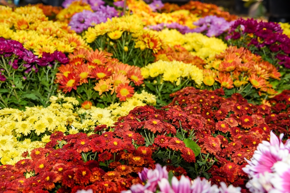 The best flowers for autumn colour - Toad Hall Garden Centre