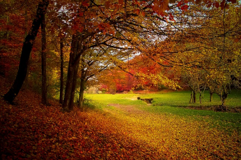 The trees planted by Capability Brown are returning to the landscape